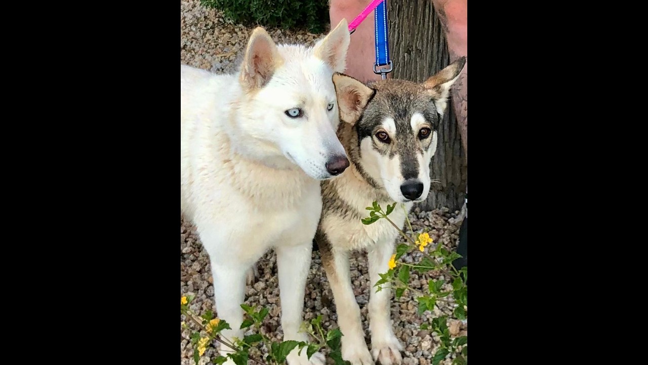Enlarge Luna &  Nala, an adopted mixed breed in Scottsdale, AZ video 4/6