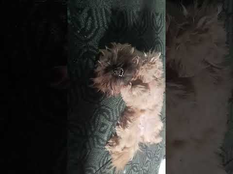 procura essa cachorrinha ela se perdeu aqui no bairro miranda Rondon do para.dia 10/02/2026