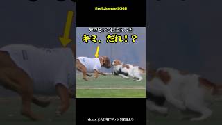 【大谷翔平】デコピンの自主トレ②：キミ、だれ！？🐕🐕😍 #shorts #mlb #大谷翔平