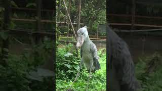 Download lagu Suara senapan mesin bangau shoebill mp3 Download lagu Suara senapan mesin bangau shoebill mp3