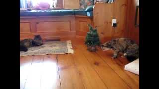 Cat checking out a singing tree