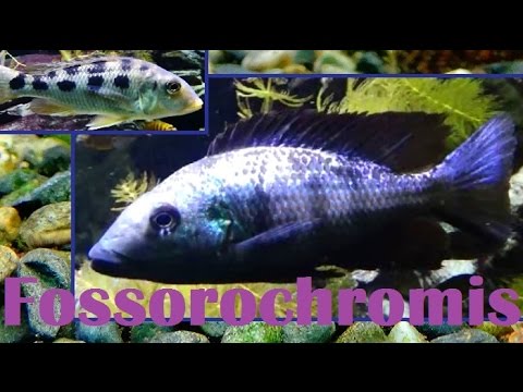 Fossorochromis rostratus