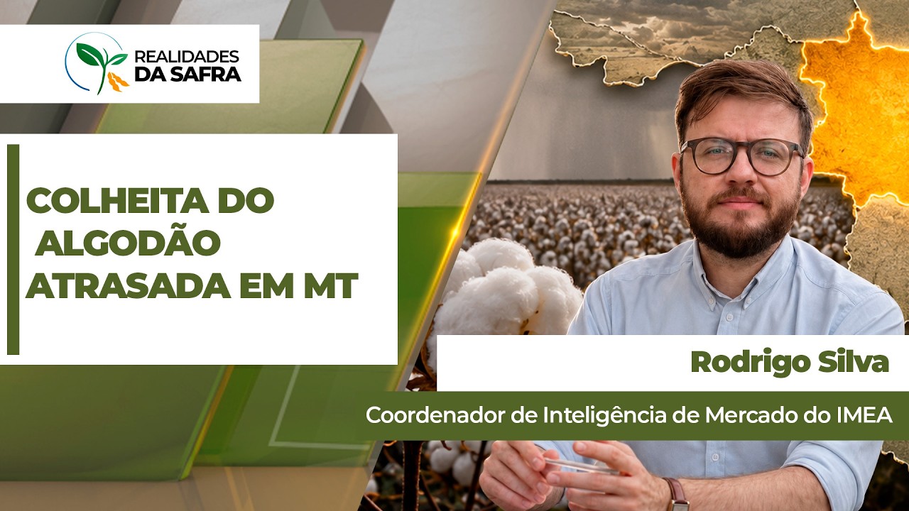Colheita do algodão segue atrasada e ainda não chega a 1% no Mato Grosso