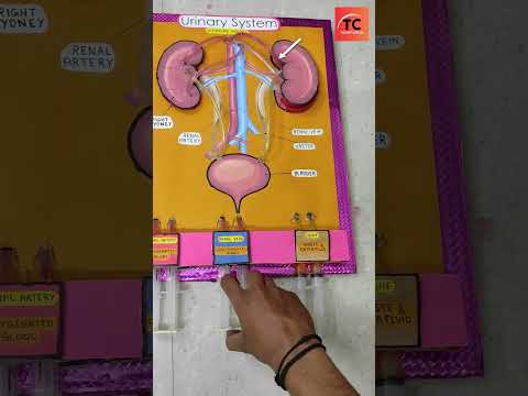 Excretory System | Biology Working Model #creative #ytshorts #innovation