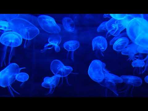 Lullaby Waltz - Sushi Tuesdays