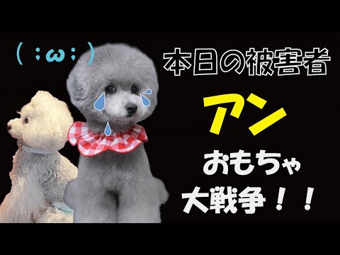 《アンの奮闘記》#トイプードル生活#宇野昌磨#宇野樹#Uno1ワンチャンネル#フィギュアスケート