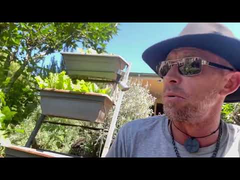 Caring for. Liquidambar and the Australian native shrub the Rice Flower