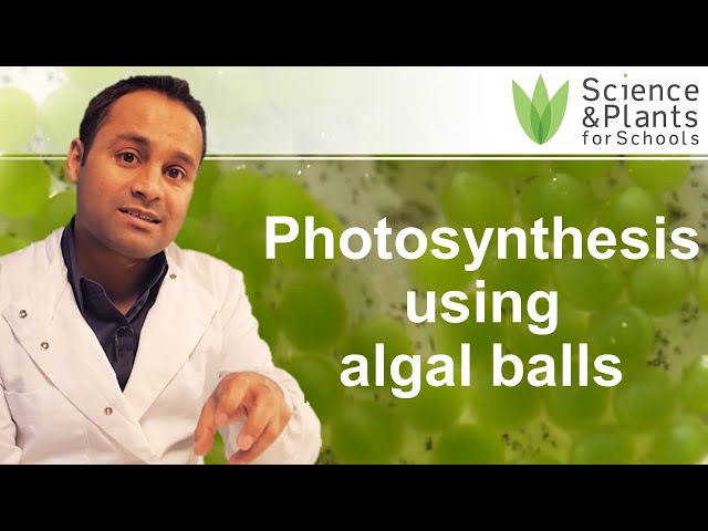 Algal balls – Photosynthesis using algae wrapped in jelly balls
