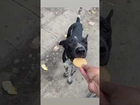 Be the voice for voiceless #straydogs #dogs #love #dog #life