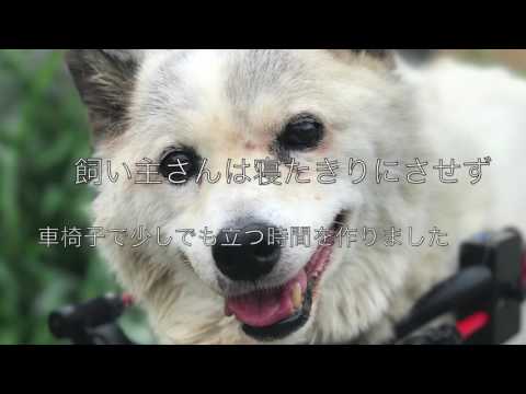 マイキー君　犬用車椅子の勇姿！　シベリアン・ハスキーのミックス犬