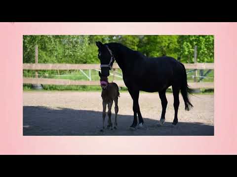 With finest Love (Stutfohlen 2025) - Love´s first free run