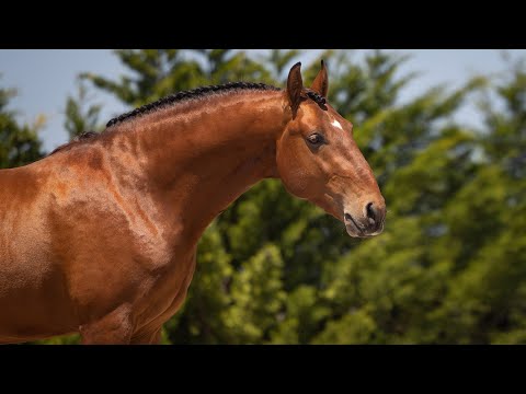 **SOLD** 4YO Lusitano stallion with bombproof character (REF#725)