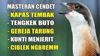 Download lagu MASTERAN BURUNG CENDET JUARA FULL TEMBAKAN MATERI TEMBAKAN BONGKAR ISIAN MEWAH GARANSI JADI JUWARA mp3 Download lagu MASTERAN BURUNG CENDET JUARA FULL TEMBAKAN MATERI TEMBAKAN BONGKAR ISIAN MEWAH GARANSI JADI JUWARA mp3
