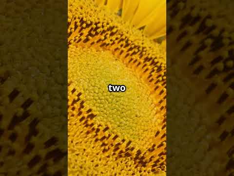 Sunflowers are actually made up of thousands of flowers ?!