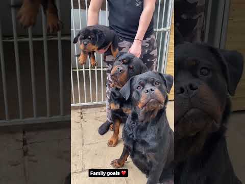 Two stunner Rottweilers have made a super stunning Rottweiler puppy