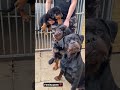 Two stunner Rottweilers have made a super stunning Rottweiler puppy