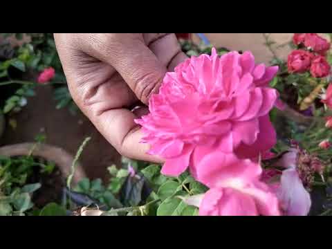 Sunday special my garden beautiful flowers (Part -1)