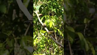Download lagu Cara mudah mikat burung sogok #shorts #birds #sogon #pemikat #nature #birdsounds mp3
