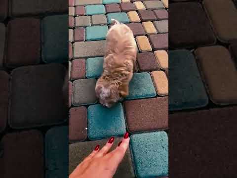 Maltipoo puppy for sale