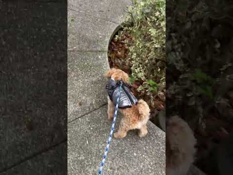 経営学科 雨の日も元気に散歩するトイプードル8ヶ月 #toypoodle #トイプードル