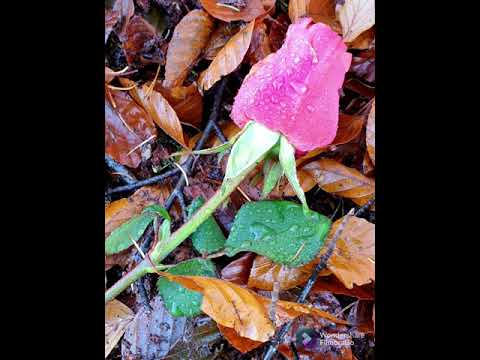 Tot wij je zien (cover) - Merel Starreveld