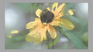 The Man In The Raincoat