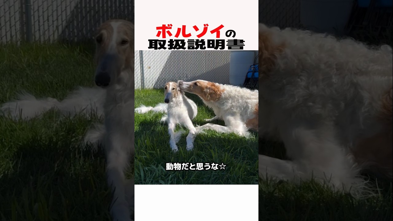 ボルゾイの取扱説明書　#ボルゾイ #大型犬 #大型犬のいる生活 #大型犬のいる暮らし #犬好きさんと繋がりたい #元気お届け