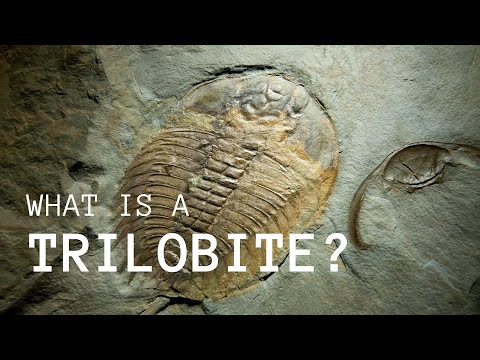 What is a Trilobite? (A Quick Introduction)