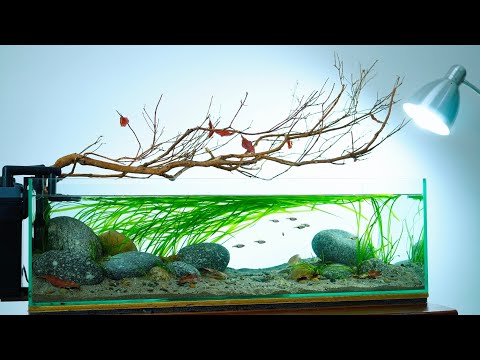 I Made a Shallow River Stream for Tiny Fish, Here's How