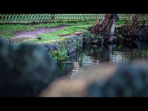 Winter CARP Fishing on an URBAN Park Lake - MEGA Result! 🏙🦆