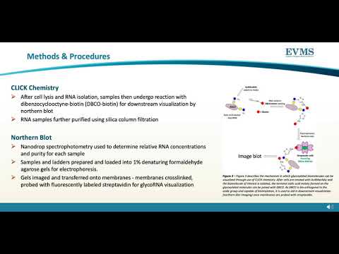 Thumbnail image of video presentation for The Existence of GlycoRNA in Benign and Malignant Prostatic Cell Lines