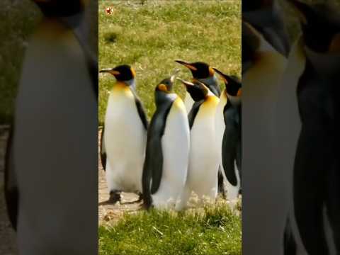 Penguin Sounds (A Group Of King Penguins Stand Together On A Grassy Field)