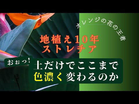 園芸 オレンジジニュア、ベルベットプラント