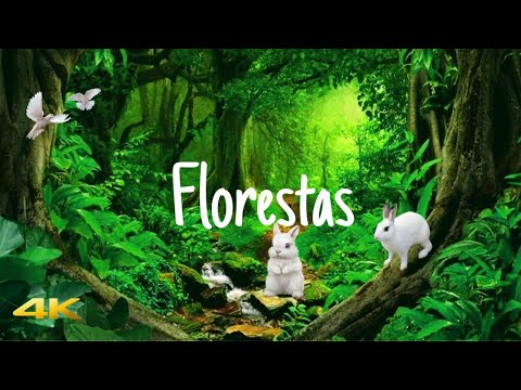 🎶4K UHD VÍDEO Florestas Rios Pássaros,a Natureza completa para Relaxar com Música Relaxante