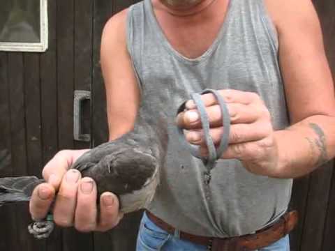 comment poser appelant pigeon