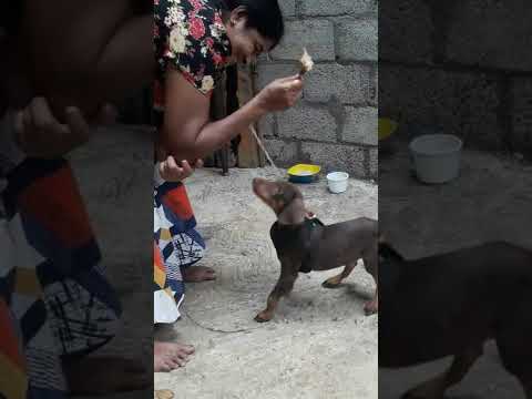 doberman puppy wants to eat chicken boan     #dog #puppy #barking #doberman