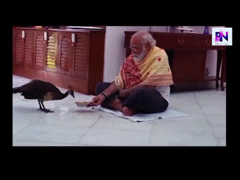 Narendra Modi pm ka मोर के साथ  canection dekhiye