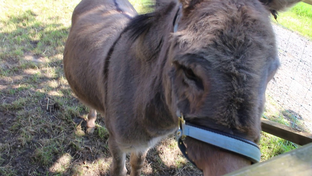 The Castle of Mey Animal Centre