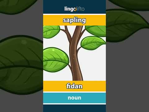 🇬🇧🇹🇷 sapling - fidan : learn English : İngilizce öğrenelim : vocabulary builder