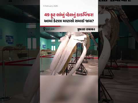 Kochi, Kerala: 49 ફૂટ લાંબું વ્હેલનું હાડપિંજર! આમાં કેટલા માણસો સમાઇ જાય?