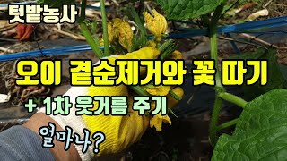 텃밭농사 오이 곁순제거와 꽃(열매) 따기 오이1차 웃거름주는양과 방법