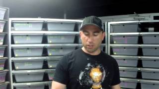 Ball Python Help Zone - Sexing Ball Pythons - Episode 1