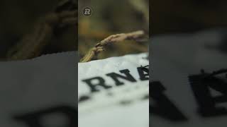 the forest remembers. 06.15.2026