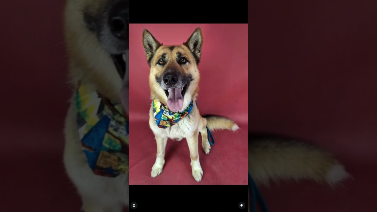 Enlarge Sargent Woofers -- URGENT -- LONGTIME RESIDENT, a ADOPTABLE German Shepherd Dog in Thousand Oaks, CA video 4/5