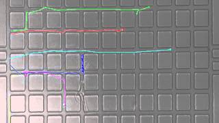 Tcell activated CXCL10