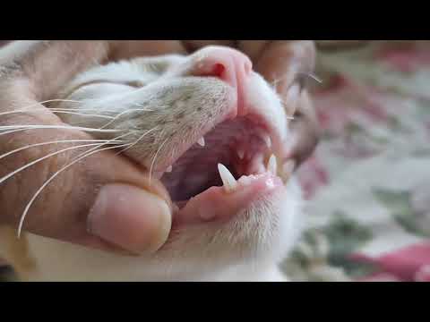 OMG My kitten is losing its teeth. Are you concerned about this? Watch till the end