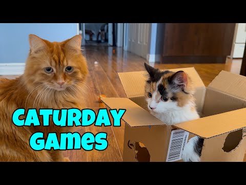 Caturday Games with My Cats (4K) - YouTube