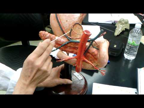 Blood Vessels on Stomach Model