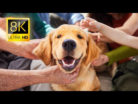 8K: Los Perros Más Lindos del Mundo en 8K VIDEO ULTRA HD #8K #ANIMAL