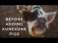 5 Things WE WISH WE KNEW BEFORE Getting KuneKune Pigs